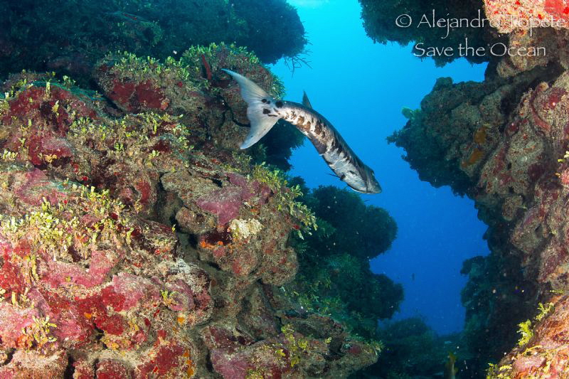 Barracuda scape, Xcalac Mexico by Alejandro Topete 