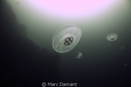 Moon Jellyfish over the Canyon! Natural light! by Marc Damant 