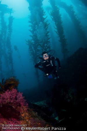 A diver descending from the kelp on the backside of Catal... by Kevin Robert Panizza 