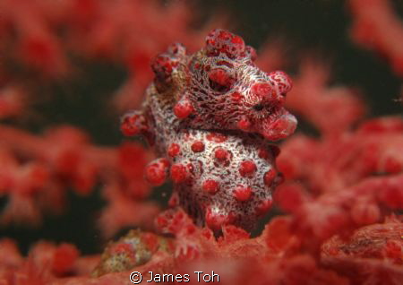 Pygmy seahorse (Hippocampus bargibanti) in its natural ha... by James Toh 