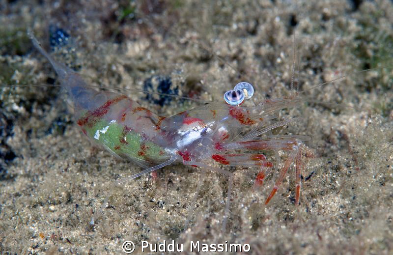 colored shrimp with eggs,nikon D800e,105 macro,Gangga island by Puddu Massimo 