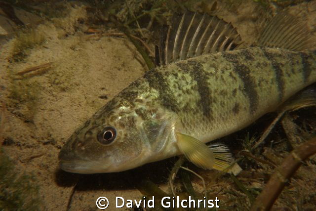 Perch sp. Taken on a night dive in the Niagara River. by David Gilchrist 