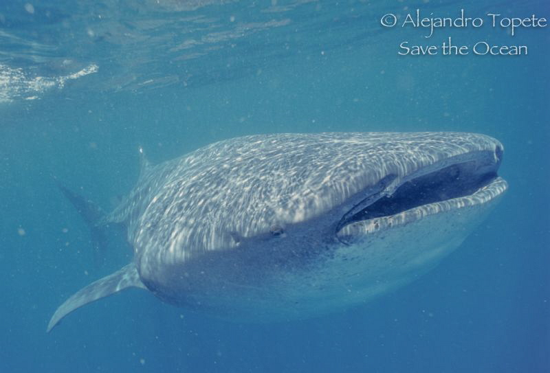 Whale Shark, Isla Mujeres Mexico by Alejandro Topete 