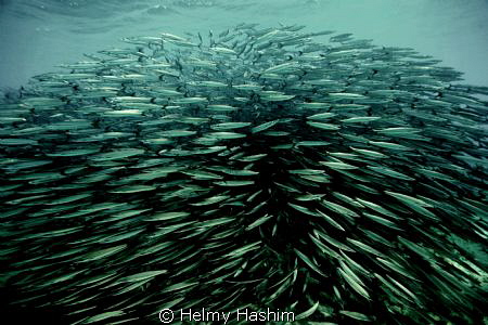 Red Sea , Egypt by Helmy Hashim 