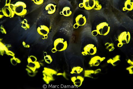 Highlighter of the Sea! These Tunicates sure stood out on... by Marc Damant 