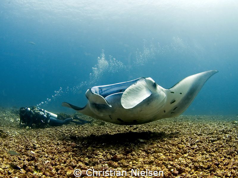 Impressive how these great animals can hover and swim aga... by Christian Nielsen 
