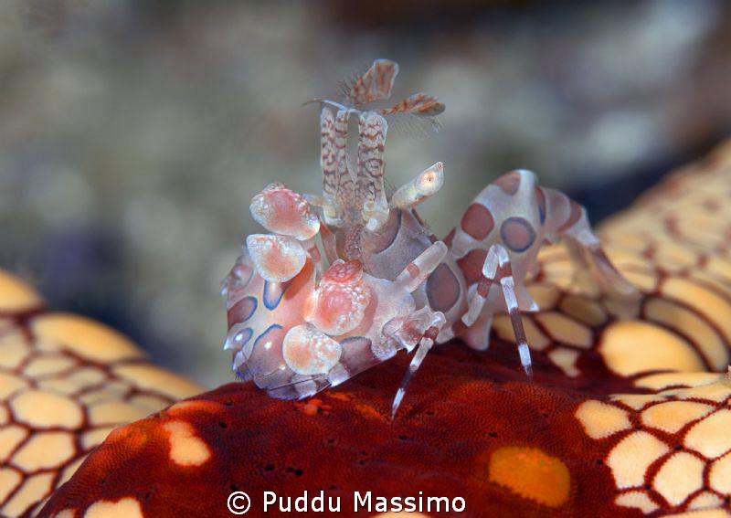 arlequin crab on sea star,nikon D800e 105macro,Gangga island by Puddu Massimo 