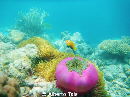 Anemone di mare con pesci pagliaccio by Alberto Tais 