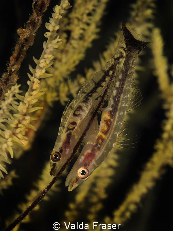 Gobies laying and fertilising eggs. by Valda Fraser 