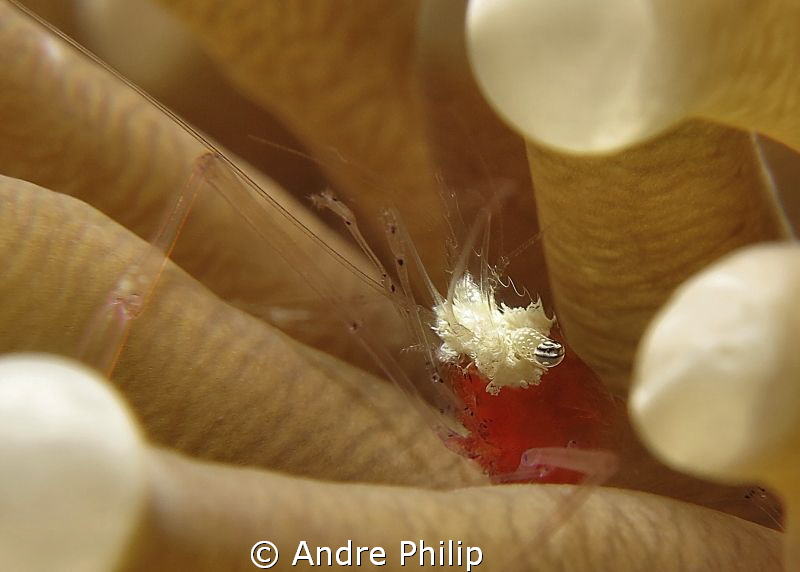 mushroom coral shrimp by Andre Philip 