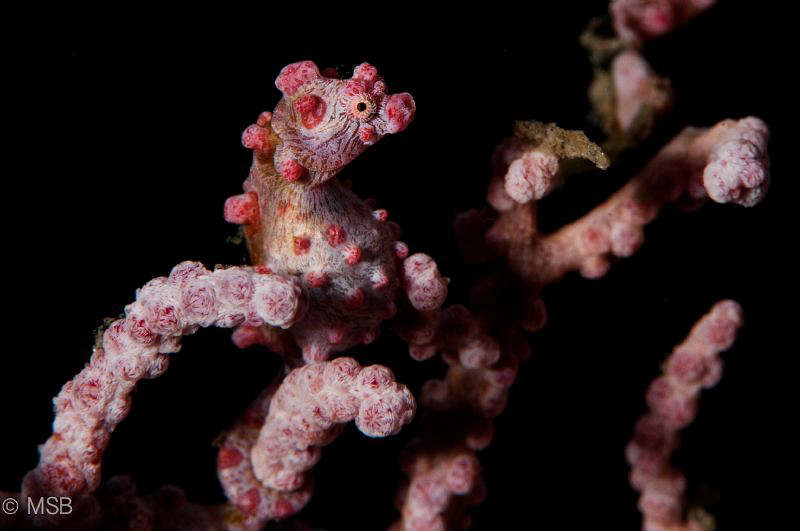 Pregnant pygme seahorse. by Mehmet Salih Bilal 