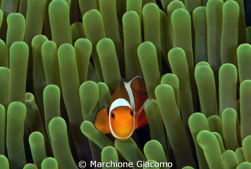 Clown fish, the more tiny
Nikon D800E , twin strobo, 105... by Marchione Giacomo 