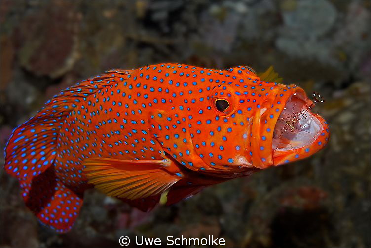 Dental care -
Coral grouper with shrimp.

Have fun wat... by Uwe Schmolke 