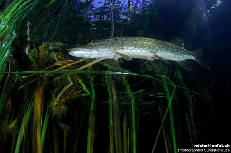 Young Pike fish close to the surface hunting... by Michel Lonfat 