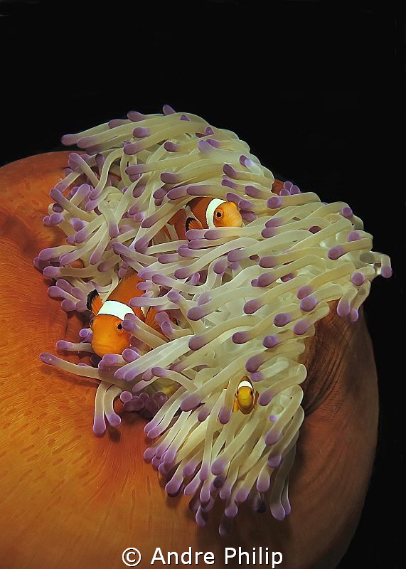 clownfish family in her truly nice home by Andre Philip 