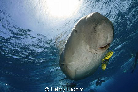 Dugong , Egypt . by Helmy Hashim 