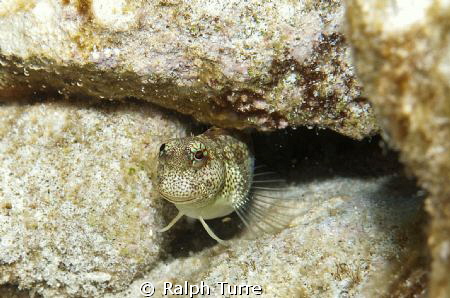 Bullethead Blenny hiding in crevice by Ralph Turre 