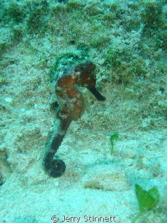 Male seahorse on a shore dive at the dive shop. by Jerry Stinnett 
