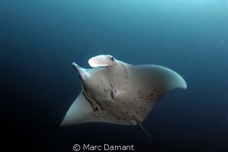 Gentle Giant! They hadn't had a Manta Ray in the double l... by Marc Damant 