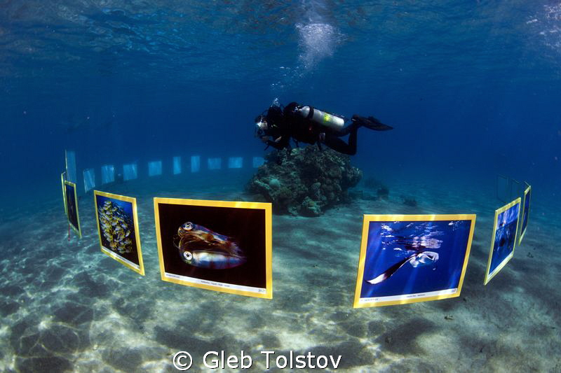Underwater photo exhibition "Treasures of the Sea 2013" by Gleb Tolstov 