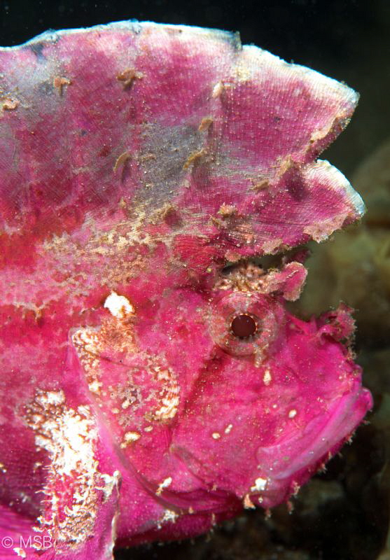 Pink leaf scorpion fish in Ambon. by Mehmet Salih Bilal 