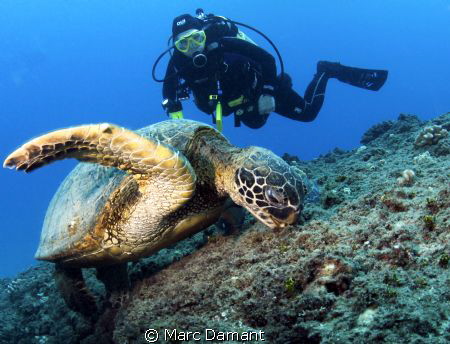 Two for lunch! We found this huge green turtle eating and... by Marc Damant 