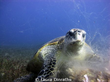 Hawksbill turtle feeding on broccoli coral. The coral is ... by Laura Dinraths 
