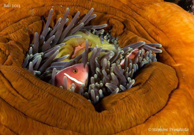 Clownfish by Stéphane Primatesta 