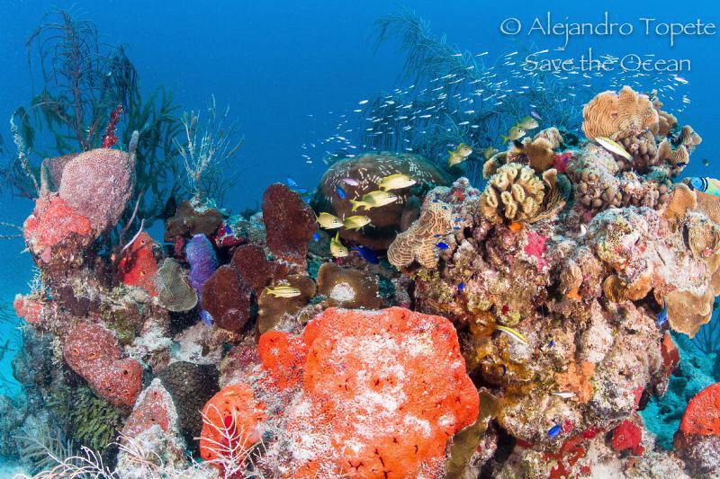 Reef in Chinchorro, Mahahual mexico by Alejandro Topete 