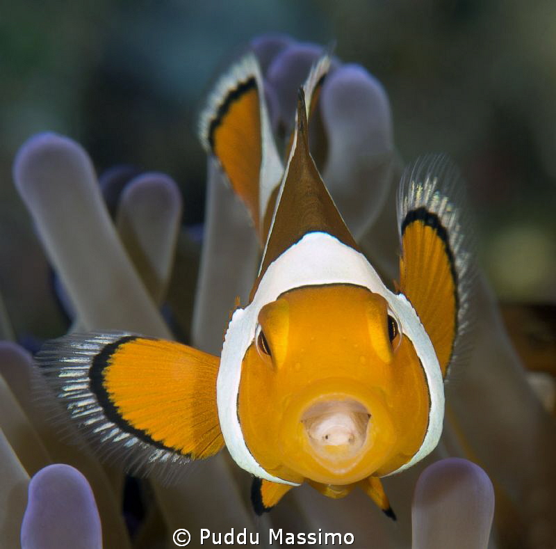 clown fish with parasite in the mouth,nikon D800e,105 mac... by Puddu Massimo 