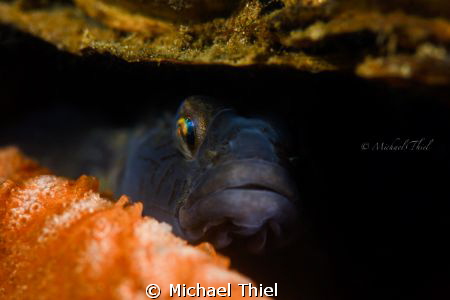 Gobius Niger hiding in a shell by Michael Thiel 