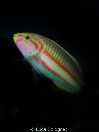 Curious wrasse - have tried uploading countless times but... by Luca Bolognesi 