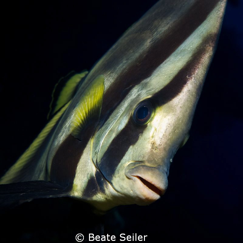 Batfish by Beate Seiler 