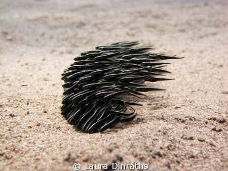 School of juvenile striped eel catfish over sand by Laura Dinraths 