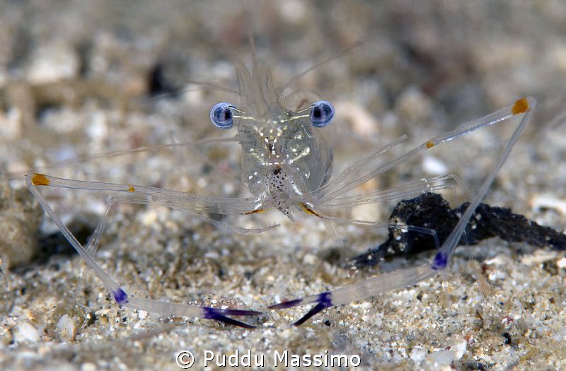blue eyes shrimp,nikon D800e 105 macro,gangga island by Puddu Massimo 