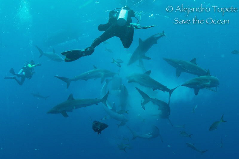 Shark Frenesi with Divers, Gardens of the Queen Cuba by Alejandro Topete 
