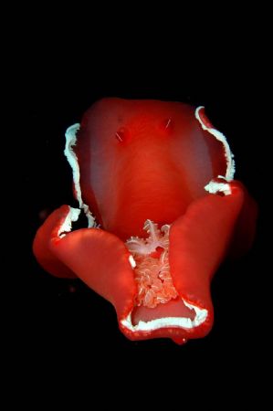 This Spanish Dancer appeared free swimming during a night... by Henrik Gram Rasmussen 