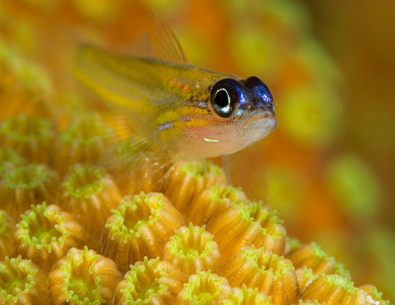 Peppermint Goby "Knife" Klein Bonaire.  D800 105mm and ma... by John Roach 