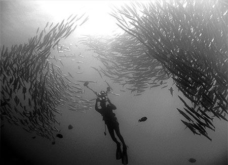 diver photographing a school of barrcuda at malpelo islan... by Ofer Ketter 