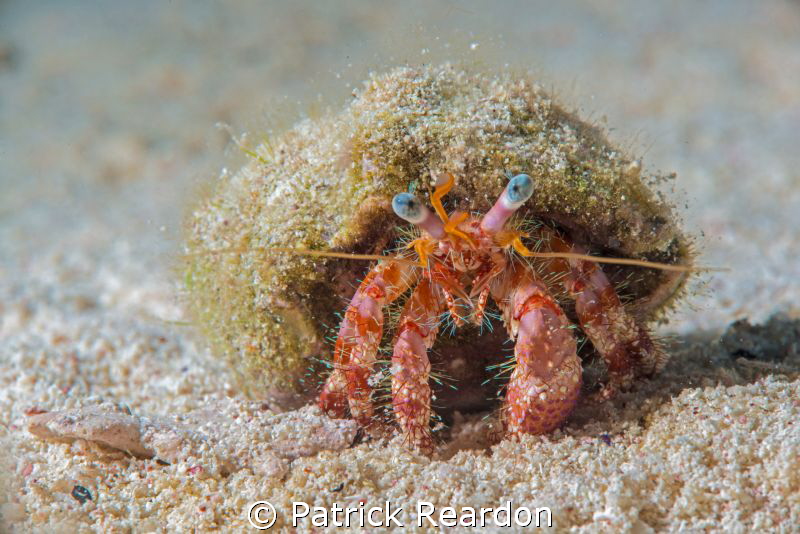 Hermit crab.  D800 with Nikon 105 and SubSea 5X. by Patrick Reardon 