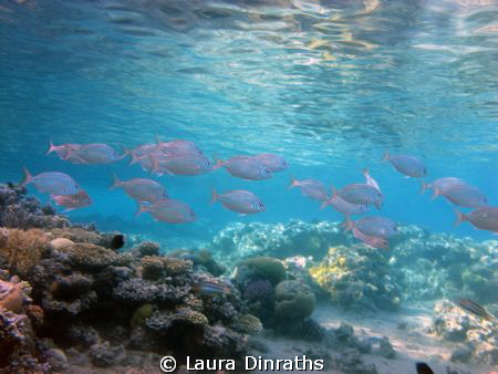 School of Mojarras fish over a shallow coral reef in the ... by Laura Dinraths 