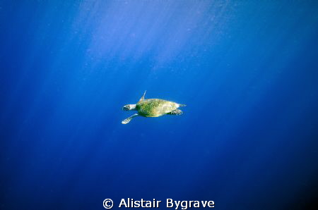 Turtle in the blue by Alistair Bygrave 