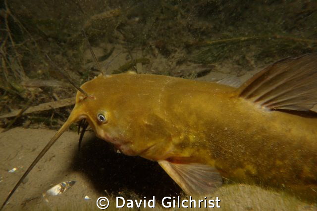 Brown Bullhead Catfish, Niagara River by David Gilchrist 