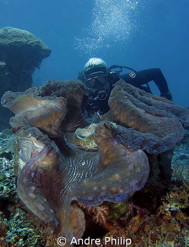 A giant clam in raja ampat - Now I know, where the names ... by Andre Philip 