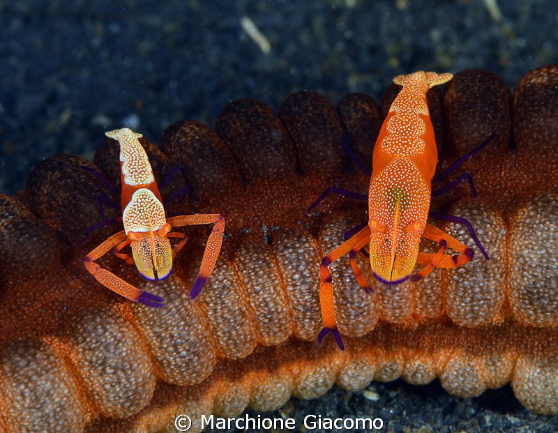 Two periclimens imperator on sea cocumber red
Nikon D800... by Marchione Giacomo 