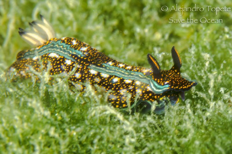 Nudibranch  in grass, Acapulco Mexico by Alejandro Topete 
