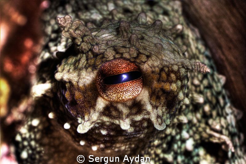 Octopus Eye by Sergun Aydan 
