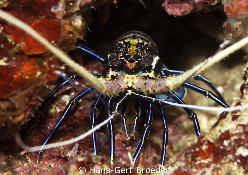 Lobster
Scary
Bunaken,Sulawesi,Indonesia, Bunaken Islan... by Hans-Gert Broeder 
