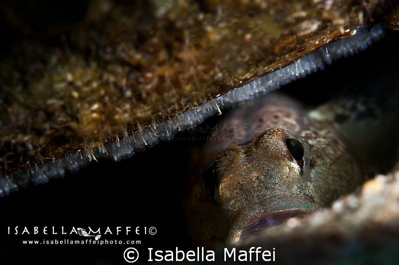 "DON'T TOUCH MY BABIES"
a little goby takes care his eggs by Isabella Maffei 