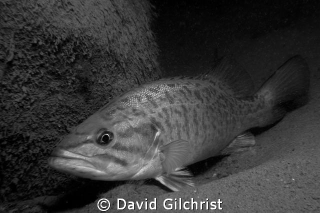 Bass sheltering behind rock in the Niagara River. by David Gilchrist 